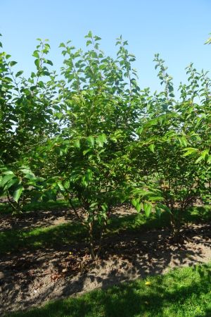 Prunus-x-Yedoensis-meerstam-200-250