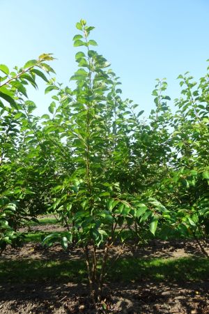 Prunus-x-Yedoensis-meerstam-250-300-2