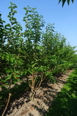 Prunus-x-Yedoensis-meerstam-250-300