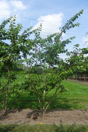 Prunus-x-Yedoensis-meerstam-300-350