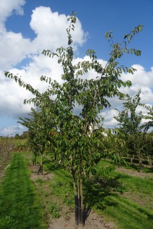 Prunus-x-Yedoensis-meerstam-350-400