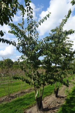 Prunus-x-Yedoensis-meerstam-400-450