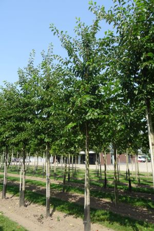 1_Prunus-x-Yedoensis-ho-20-30-2