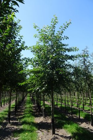 Prunus-Yedoensis-ho-18-25-2