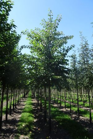 Prunus-Yedoensis-ho-18-25