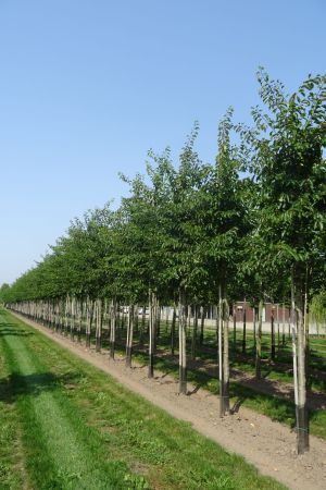 Prunus-x-Yedoensis-ho-20-30