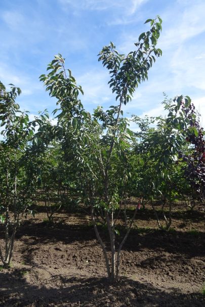 Prunus yedoensis MRSTAM