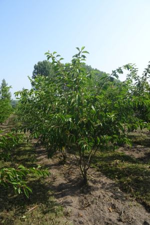 Prunus-x-Yedoensis-meerstam-200-250-2