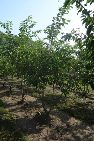Prunus-x-Yedoensis-meerstam-200-250