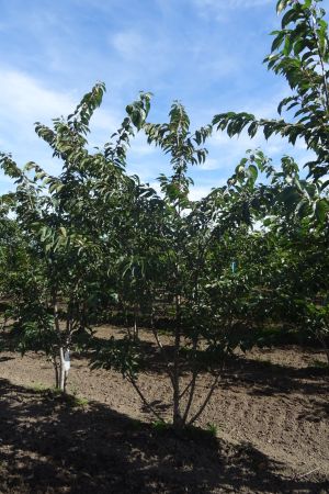 Prunus-x-Yedoensis-meerstam-250-300