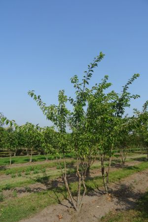 Prunus-x-Yedoensis-meerstam-300-350