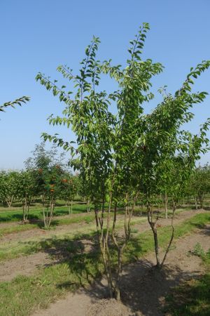 Prunus-x-Yedoensis-meerstam-350-400