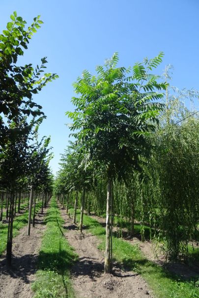 Pterocarya fraxinifolia HO