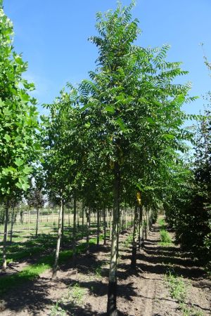 1_Pterocarya-fraxinifolia-ho-20-30