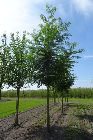 Pterocarya-fraxinifolia-ho-18-20-25