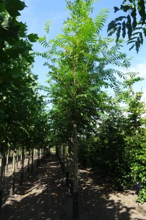 Pterocarya-fraxinifolia-ho-18-20-25