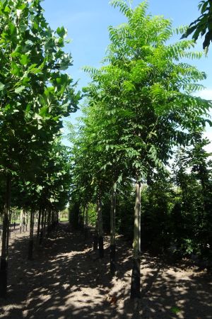 Pterocarya-fraxinifolia-ho-18-20-25