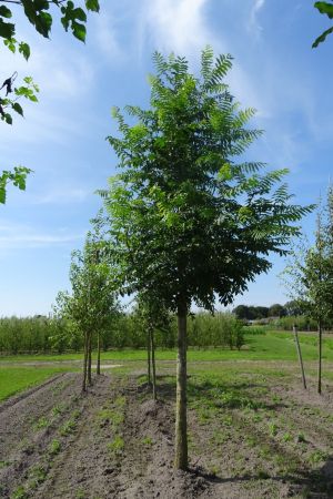 Pterocarya-fraxinifolia-ho-20-25-30