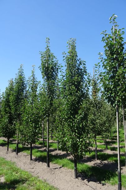 Pyrus calleryana 'Chanticleer' GEV