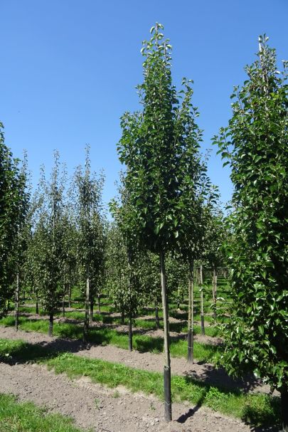 Pyrus calleryana 'Chanticleer' HO