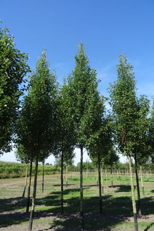 1_Pyrus-c-Chanticleer-ho-16-20