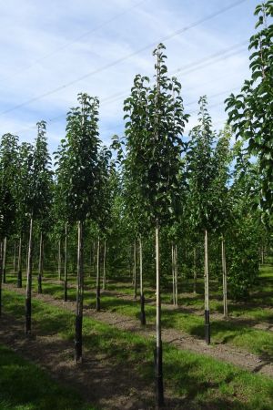 Pyrus-c-Chanticleer-ho-12-16-2