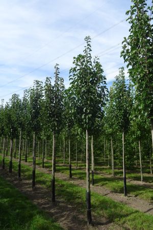 Pyrus-c-Chanticleer-ho-12-16