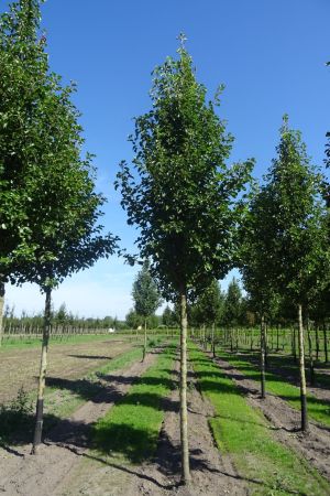 Pyrus-c-Chanticleer-ho-18-25