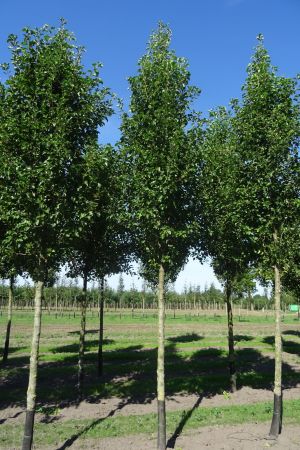 Pyrus-c-Chanticleer-ho-20-30