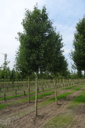 Pyrus-c-Chanticleer-ho-25-35-2