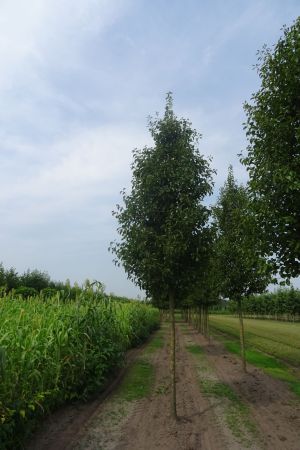 Pyrus-c-Chanticleer-ho-25-35-3