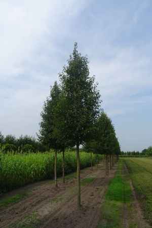 Pyrus-c-Chanticleer-ho-25-35-4