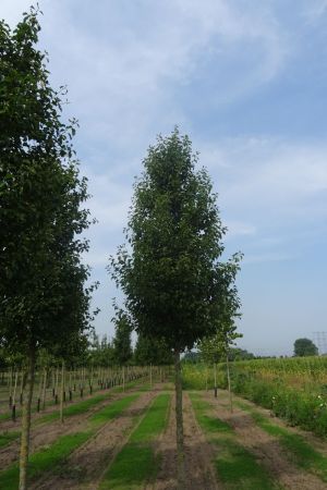 Pyrus-c-Chanticleer-ho-25-35