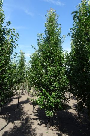 Pyrus-c-Chanticleer-geveerd-16-18-20