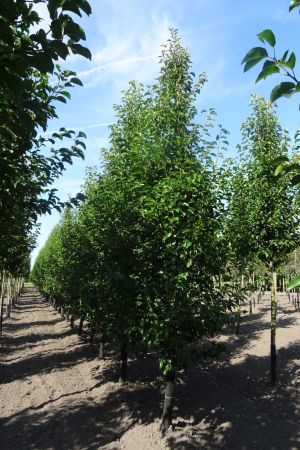 Pyrus-c-Chanticleer-geveerd-18-20-25