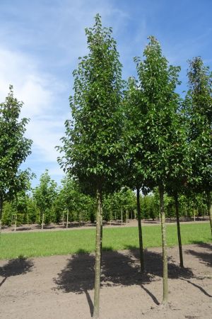 Pyrus-c-Chanticleer-ho-20-25-30-4