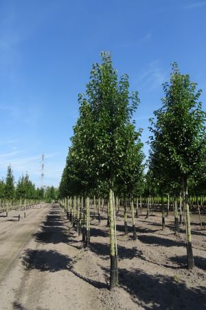 Pyrus-c-Chanticleer-ho-20-25