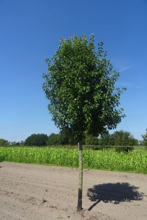 Pyrus-c-Chanticleer-ho-25-30-35