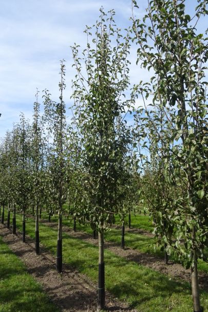 Pyrus communis 'Beurré Hardy' GEV