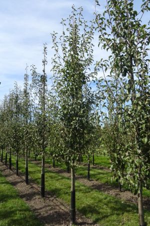 Pyrus-Buerre-Hardy-geveerd-14-18