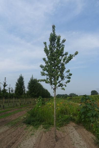 Pyrus communis 'Beurré Hardy'