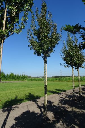 Pyrus-communis-Beurre-Hardy-ho-16-18-20