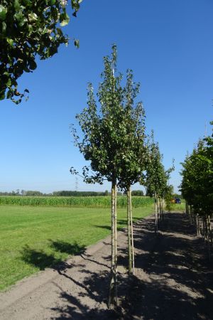 Pyrus-communis-Beurre-Hardy16-18-20