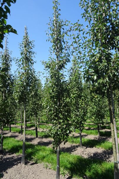 Pyrus communis 'Bonne Louise d'Avranches' GEV