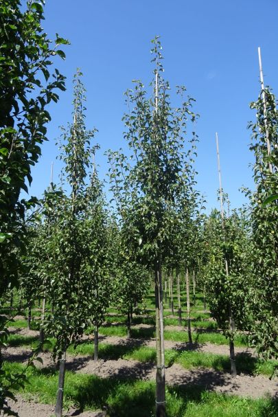 Pyrus communis 'Bonne Louise d'Avranches' HO