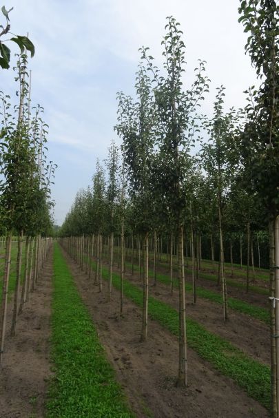 Pyrus communis 'Bonne Louise d'Avranches' HO