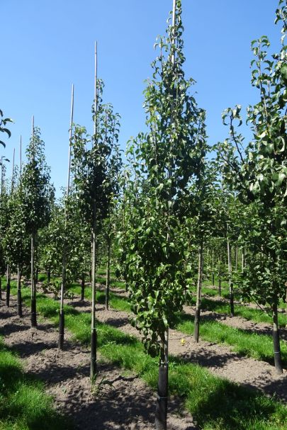 Pyrus communis 'Conference' GEV