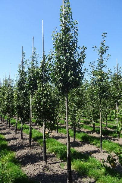 Pyrus communis 'Conference' HO