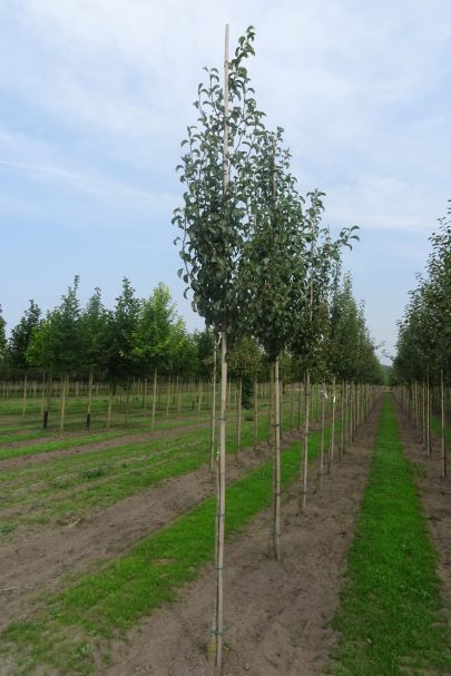 Pyrus communis 'Doyenné du Comice' HO