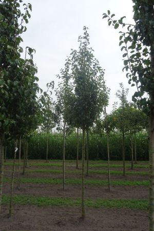 Pyrus-Doyenne-du-Comice-ho-12-16-2